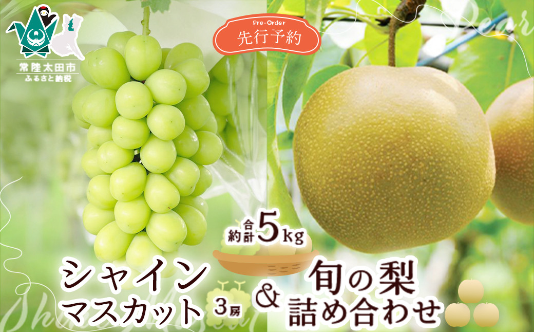 
            【先行予約 2025年】茨城県産 シャインマスカット3房と旬の梨詰め合わせ 計約5kg | 茨城県 常陸太田市 桧山果樹園 梨 なし ぶどう ブドウ シャインマスカット フルーツ 高級 産地直送 限定品 贈り物 新鮮 お取り寄せ デザート ギフト 風味豊か 香り 上品 希少価値 珍しい 地域 甘い 限定 果物 果樹
          