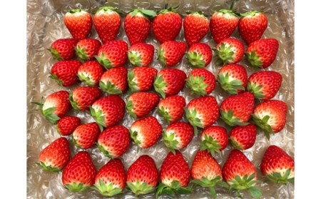 【紅ほっぺ】MIX（サイズいろいろ）1kg程度 No.257