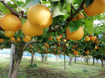 【直送便】完熟シャインマスカットと和梨セット（小）　0148-2611