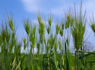 大麦ストロー「すとろーている」、ケース入り空色 天然素材 エコ ストロー 大麦 すとろーている 20本 ケース入り 選べる 栽培期間中農薬不使用 SDGs 土に還る 脱プラ 脱プラスチック インテリア