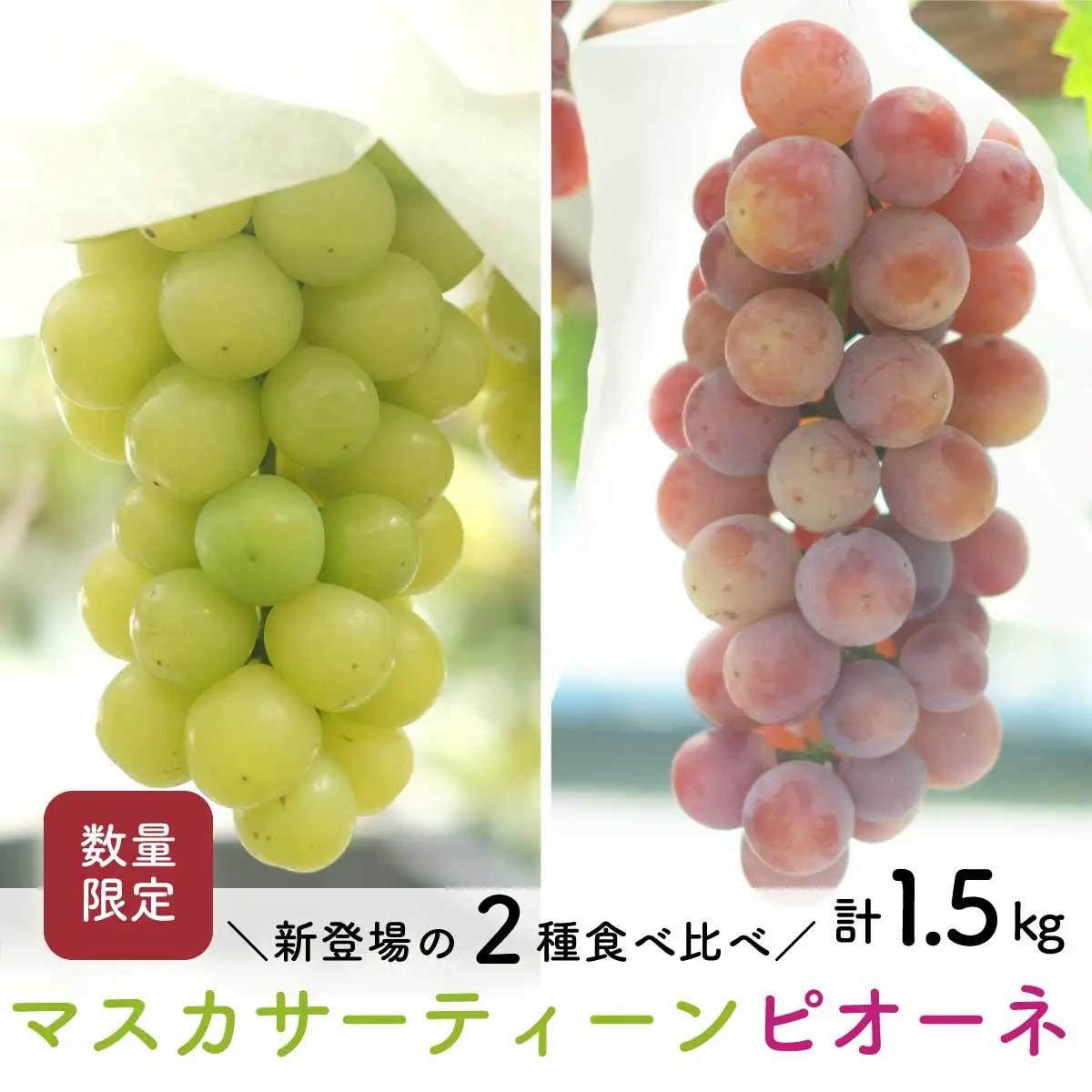 【先行予約・2026年9月】マスカサーティーン＆ピオーネ 食べ比べセット 約1.5kg｜数量限定・農家直送・種なしぶどう
