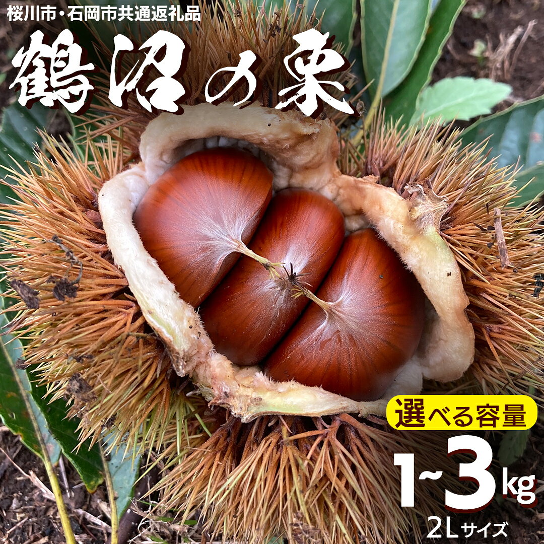 【ふるさと納税】鶴沼 の 栗 1kg 2kg 3kg (桜川市・石岡市共通返礼品) 和栗 国産栗 くり 栗 生栗 先行予約 2026年9月上旬発送開始 オーガニック肥料 果じゅまる園