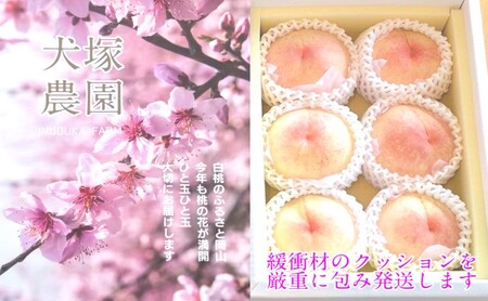 もも 2026年 先行予約 岡山匠の白桃 約1.3kg 4～6玉 犬塚農園 岡山県産 白桃 桃 モモ 家庭用 初夏 みずみずしい