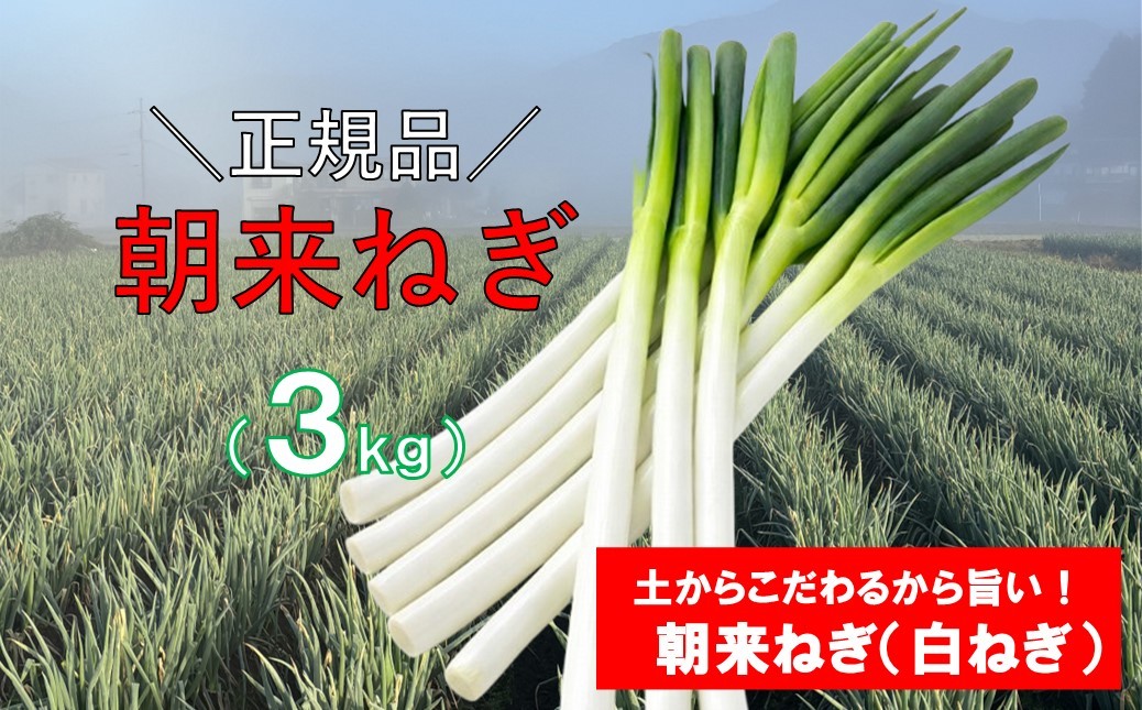 
                  朝来ねぎ 白ねぎ 皮むき 3kg Ｌ～2Lサイズ （箱入り）【AGRI CREW 株式会社】 朝来ねぎ ねぎ ネギ 葱 新鮮 国産 甘い 太い 柔らかい 香り豊か 鍋 焼きねぎ すき焼き 朝来市
                