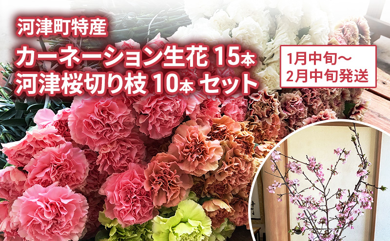 
                  河津町特産 カーネーション 15本 河津桜 10本 生花 切り枝セット 1月中旬～2月中旬発送[№5227-0529]
                