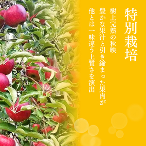 【2024年10月上旬発送 先行予約】樹上熟成　秋映 3kg