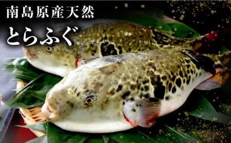 【2024年3月下旬〜発送】南島原産 天然 とらふぐ 刺身 5~6人前 ×2 Wセット(2箱)/ ふぐ 南島原市 / 大和庵[SCJ020]