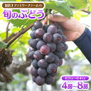 【ふるさと納税】田口ファミリーファームの旬のぶどう 4房〜8房（約3kg〜約4kg）2025年7月下旬発送開始 果物 フルーツ 葡萄 ブドウ 国産 宮崎県延岡市 送料無料