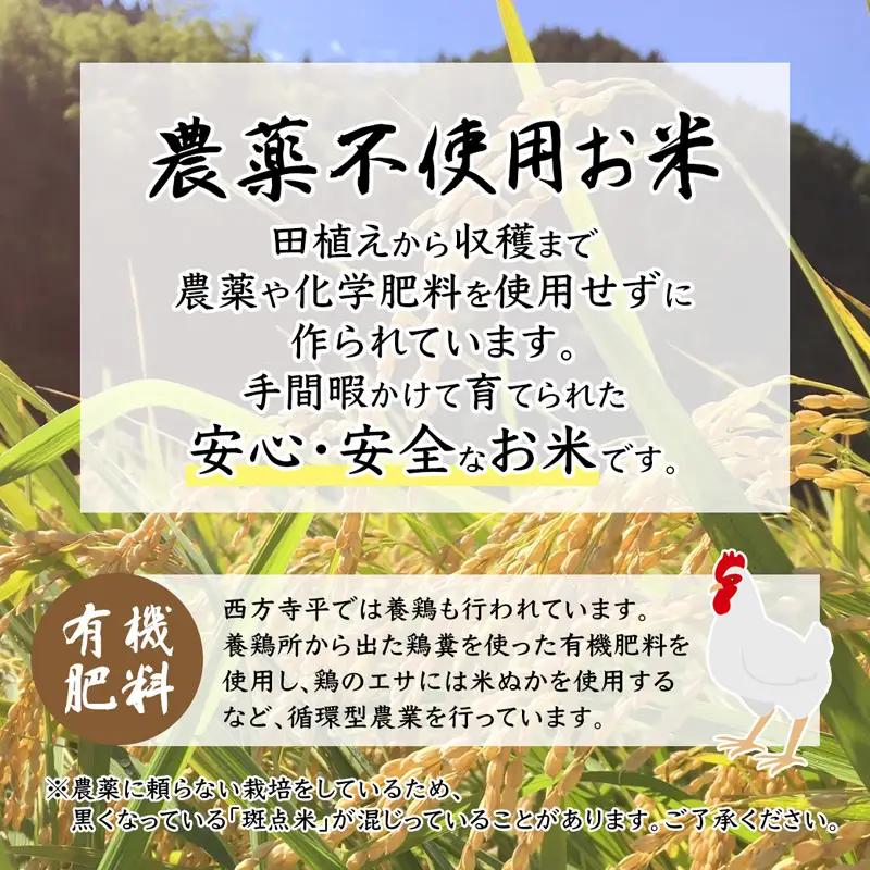 令和7年度産 無農薬 棚田米 白米 5kg 栽培期間中農薬不使用