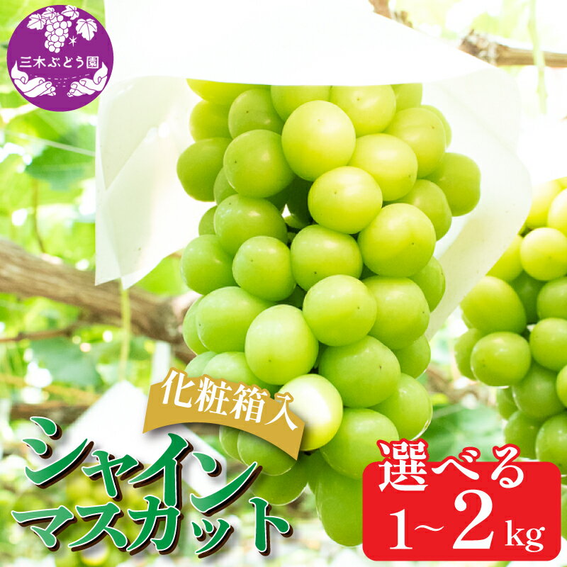 【ふるさと納税】 シャインマスカット 約 1kg 約 1.5kg 約 2kg＜2025年8月上旬～9月下旬頃発送＞ ぶどう 葡萄 マスカット フルーツ 果物 ゼリー ジュース アイス デザート スイーツ ケーキ グルメ 贈答 プレゼント 人気 おすすめ 甘い 送料無料 三木ぶどう園 徳島県 阿波市