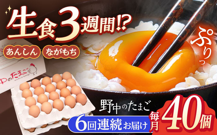 
            【6回定期便】産みたて新鮮卵 野中のたまご  40個×6回 計240個【野中鶏卵】 [OAC005] / 卵 長持ち 濃厚 玉子 濃厚 卵料理 タマゴ 鶏卵 オムレツ 卵かけご飯 卵焼き 
          