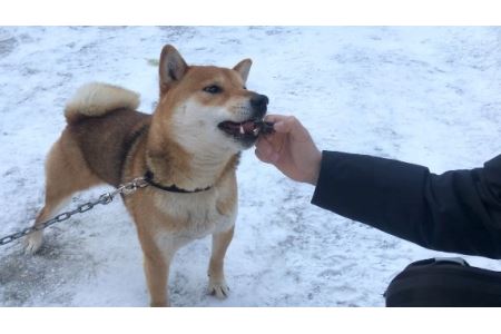 愛犬用おやつ★無添加 天然エゾ鹿肉ジャーキー（70ｇ×2袋）＆蝦夷鹿肉ふりかけ（20ｇ×2袋）【E-02】