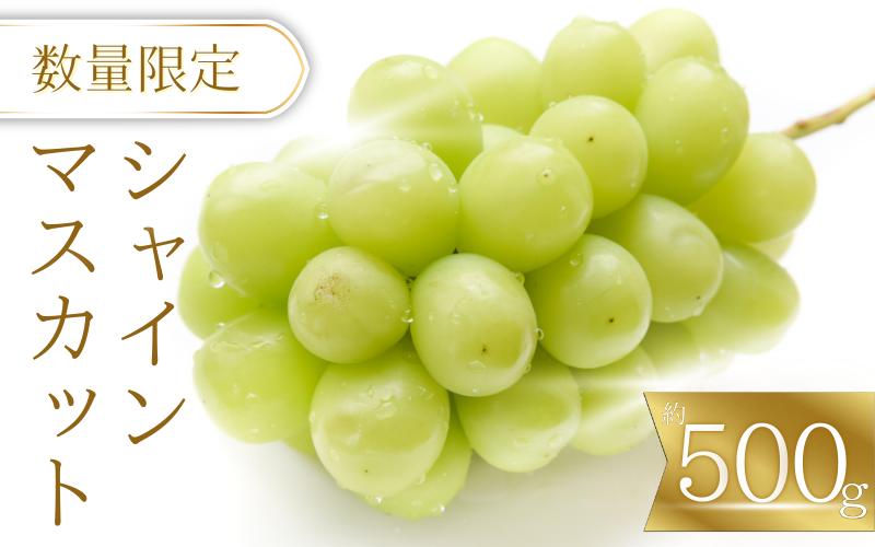 
            【☆先行予約☆】紀美野町産 シャインマスカット  (約500g)【2026年9月上旬～順次発送致します。】/ ぶどう 旬   果物 フルーツ 和歌山県 紀美野【frt013】
          