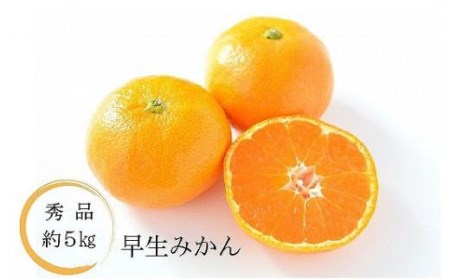 【11月中に発送予定】温州みかん「早生」＜秀品＞約5kg【KK0541】
