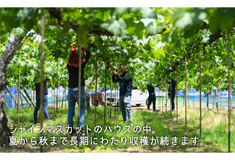 岡山県産「シャインマスカット・ニューピオーネ」詰合せ 約1.0kg