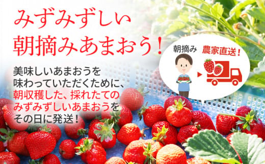 【先行予約】ジャム用あまおう2kg ※2027年2月中旬～5月10日頃にかけて順次出荷予定 BD07