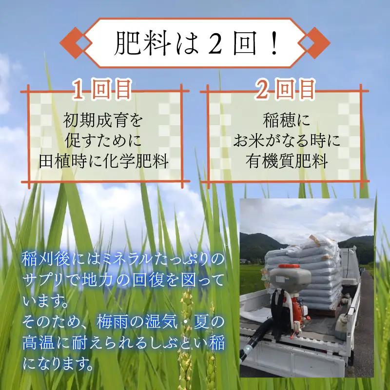 【 先行予約 】 令和8年産 特別栽培米 コシヒカリ 玄米 10kg 【2026年10月末より順次発送開始予定】米