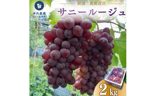 【 先行予約 】 ぶどう サニールージュ 2kg 《 2025年 7月 下旬 ～ 順次発送 》フルーツ ぶどう 葡萄 期間限定 旬 産地直送 農家直送 産直 贈答 家庭用 ギフト 中内農園 ぶどう 直売所 徳島県 阿波市 