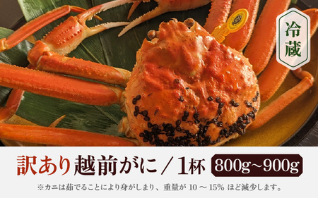 【訳あり】≪浜茹で≫越前がに 1杯（生で1杯850g前後）大人約2人前 食べ応え充分【3月発送分】【規格外 雄 ズワイガニ かに カニ 蟹 越前ガニ 姿 ボイル 冷蔵 福井県】希望日指定可 備考欄に希