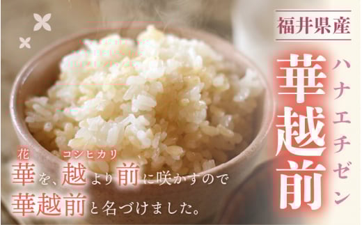 ハナエチゼン 5kg 令和6年 新米 福井県産【玄米】【お米 はなえちぜん 華越前 5キロ】 [e30-a066]