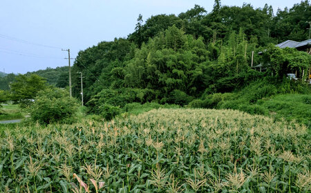 【7月上旬頃より発送】スーパースイートコーン 約3kg（6～7本） / とうもろこし トウモロコシ コーン 新鮮 野菜 / 瀬戸市 / 株式会社フラットフィールド[BBEE005]