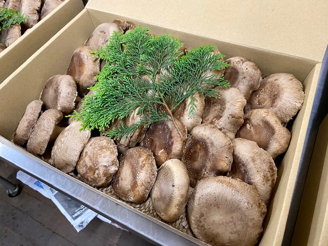 国内産菌床しいたけ1.2kg〜1.4kg