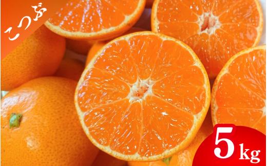 【先行予約】薄皮で濃い甘さ！完熟由良みかん【こつぶ】5kg×1箱（2Sサイズ）和歌山県由良産※2025年11月下旬頃から順次発送予定(お届け日指定不可) / 柑橘 ミカン 蜜柑 甘い 由良町 フルーツ 果物 くだもの 食品 人気 おすすめ 産地直送 由良町【ktym005】