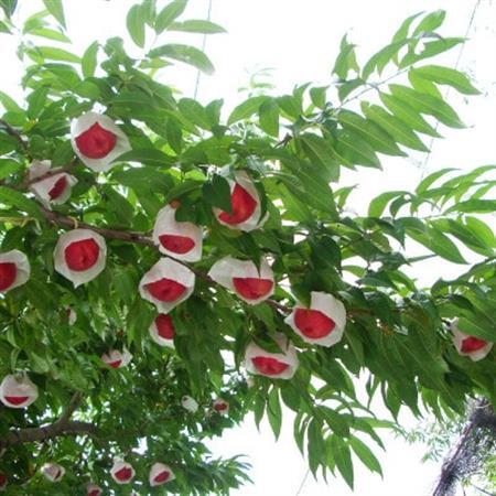 【2026年先行・7月上旬発送】　スイートネクタリン　約2kg(6～12個)【配送不可地域：離島・北海道・沖縄県・中国・四国・九州】【1730933】