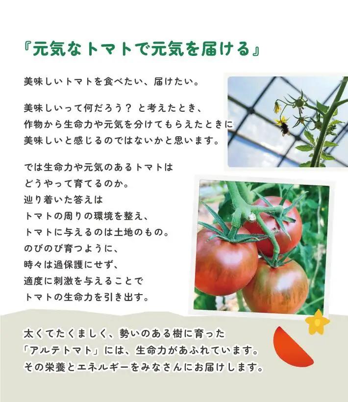 〈2026年1月より順次発送〉【年3回 定期便】アルテトマト 約800g（10‐16玉）×3箱 計約2.4kg フルーツトマト 栽培期間中化学農薬・化学肥料不使用 高知県 トマトハウスナカムラ 有機J