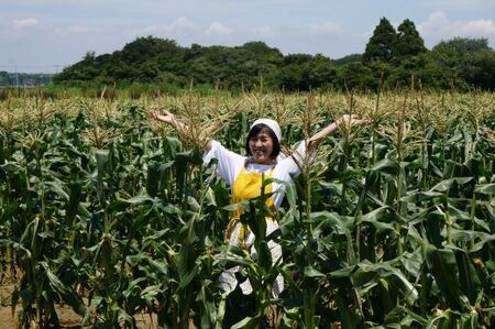 【2025年6月より順次発送！】朝採り!農家直送! 九十九里の極上とうもろこし2種類＋ヤングコーン食べ比べ ／ とうもろこし トウモロコシ コーン ゴールドラッシュ ワクワクコーン 白いとうもろこし 