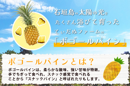 《2025年5月上旬頃より順次発送》【予約受付】石垣島産 ボゴールパイン 2～3玉セット 約2㎏ TD-2