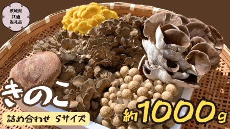 きのこ の 詰め合わせ Sサイズ 約1000g【茨城県共通返礼品 城里町】 キノコ 舞茸 あわび茸 たもぎ茸 しいたけ ぶなしめじ [CX001sa]