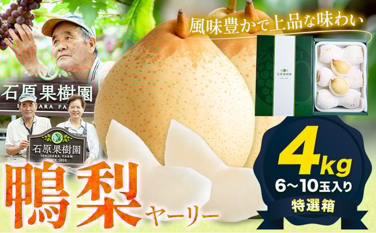 
                  【先行予約】梨 なし 鴨梨 ヤーリー 梨　贈答箱 4kg (6～10玉入り) 石原果樹園 《11月中旬-12月下旬頃より発送予定》岡山県 浅口市 果物 フルーツ お取り寄せ お取り寄せフルーツ 送料無料
                