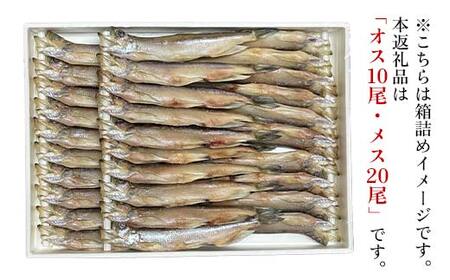 本ししゃも オス10尾・メス20尾 釧路産 本ししゃも 魚 ししゃも 魚好きのオス プチプチたまごのメス 魚介 グルメ シシャモ 北海道産 国産 魚 魚介 海の幸 F4F-8434