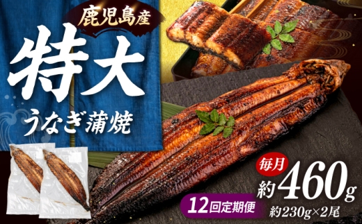 全12回定期便 鹿児島産 うなぎ 蒲焼2尾セット▼  国産 うなぎ 特大 鰻 ウナギ 蒲焼 うなぎ 蒲焼き 肉厚 うなぎ ウナギ 冷凍 特大 希少 鰻 うなぎ 鰻 人気 ウナギ うなぎ おすすめ ランキング うなぎ おいしい unagi うなぎ かばやき 高級 特別 贅沢 うなぎ ウナギ ひつまぶし うなぎ ウナギ 鰻 お取り寄せ 九州 福岡 桂川町/山水商事 [ADAH014]
