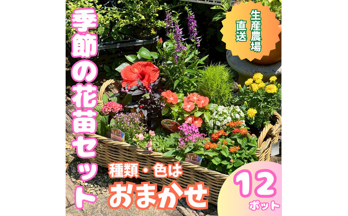 季節の花苗詰め合わせ（おまかせ12種）/ 花 インテリア 苗 自然 ナチュラル 緑 栽培 趣味 【見元園芸】 [ATHY009]
