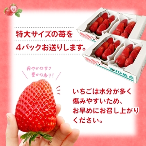 特大まりひめイチゴ 朝摘 6個～11個入×4パック【2027年1月中旬頃より発送】【先行予約】【KT4】【BH004-kiy004】