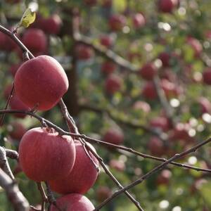 【産地直送】サンふじ　家庭用　5kg(12～20個)【配送不可地域：離島・沖縄県】【1667200】