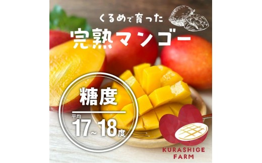 【2027年6月以降お届け】くるめで育った完熟マンゴー（3玉：約1.7kg） _ 贈答用 くるめで育った 完熟マンゴー 3玉 約 1.7kg 甘い 高糖度 地植栽培 ビタミンA トロピカル フルーツ 