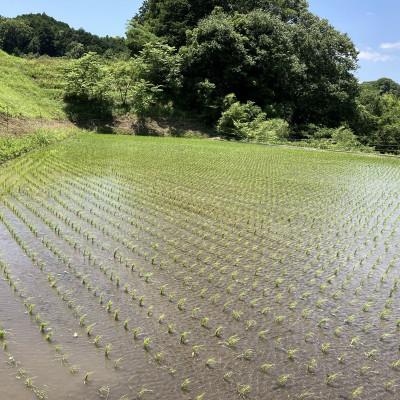 ふるさと納税 桜井市 【玄米】桜井市粟原産ヒノヒカリ  5kg |  | 01