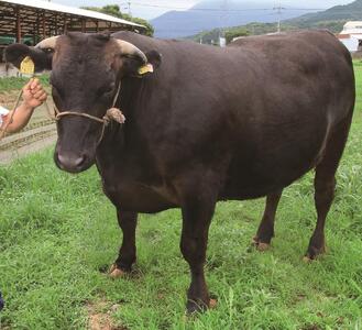 (全3回定期便)【訳あり】博多和牛ヒレサイコロステーキ(不揃い) 600g