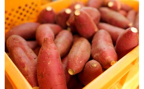 【下巣畑農産】熟成 シルクスィート 4kg 令和7年産 さつま芋 唐芋 長期貯蔵 産地直送 まとめ買い 九州産 熊本産 小国産 地場産 スイーツ 蜜芋 贈答 ご家庭用 焼き芋 スィートポテト 高糖度 