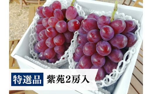 【きよとうファーム】特選 紫苑 2房（計1.3kg～） 【岡山県産】 / ぶどう ブドウ 葡萄 先行予約 フルーツ 果物  特選 特大サイズ 真庭市 フルーツ王国 きよとう果樹園【KF-B036-03】