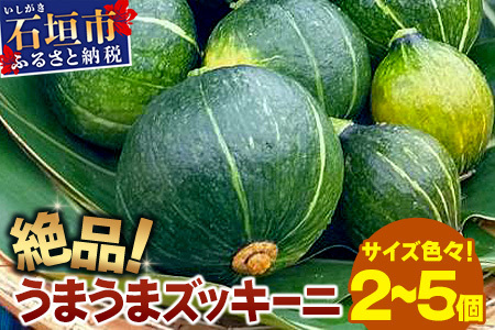 希少！「絶品うまうまズッキーニ」サイズ色々2～5個 農薬を使わず、特許製法のシリカ水で栽培する特別な野菜 11月～3月順次発送【 沖縄 石垣 希少 丸形 丸ズッキーニ だるまズッキーニ 野菜 離島のいいもの 沖縄いいもの石垣島 】OI-12