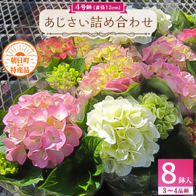 
            あじさい詰め合わせ4号鉢×8鉢入(3～4品種)【1217222】
          