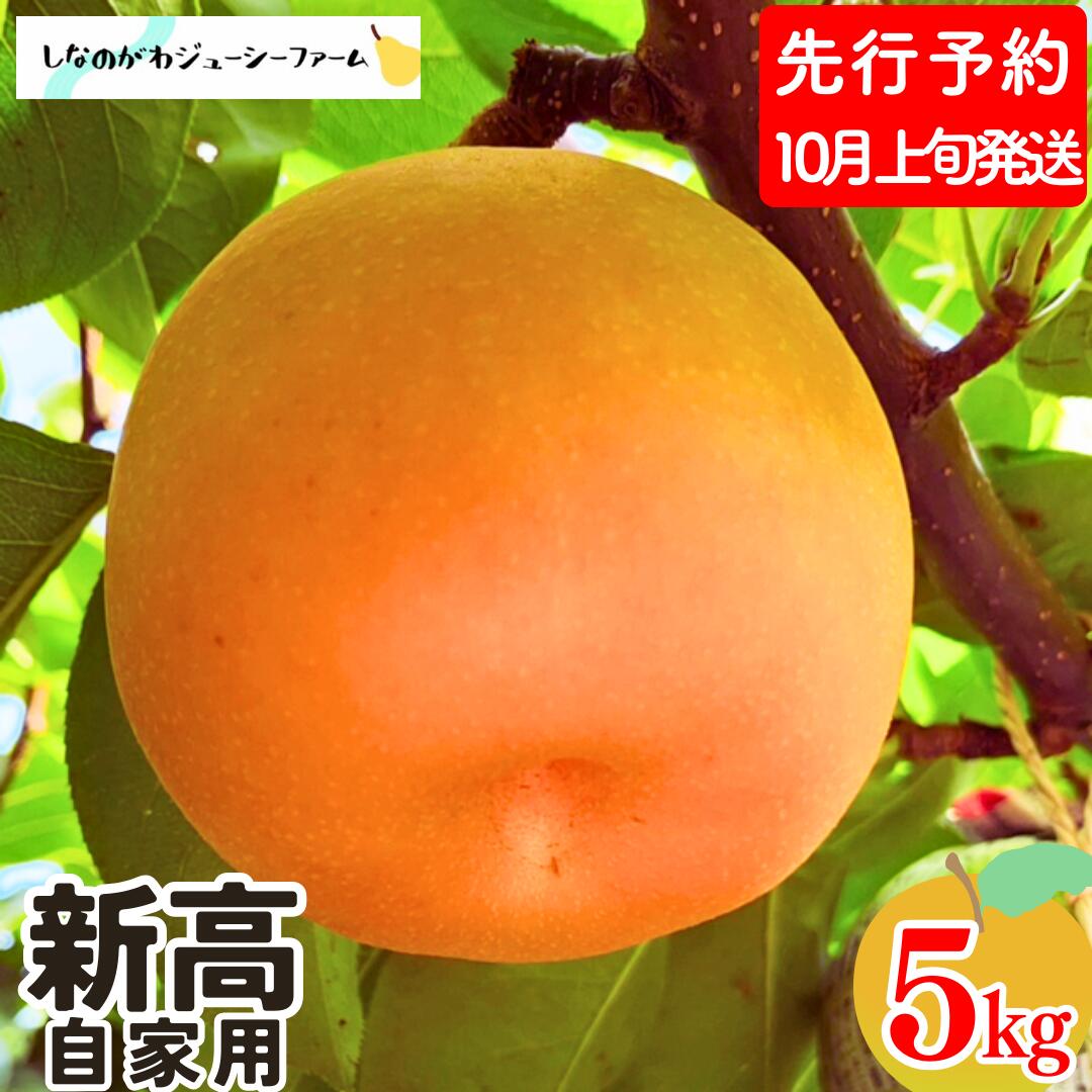 【ふるさと納税】先行予約 和梨 新高 自家用 約5kg [10月上旬から発送予定] 新潟県 三条市産 梨 [しなのがわジューシーファーム]【010S491】