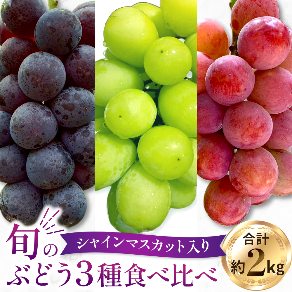【2026年発送 先行予約】旬のぶどう３種食べ比べ アソート 計2kg程度（シャインマスカット オーロラブラック クイーンニーナ）ぶどう ブドウ シャインマスカット シャイン マスカット フルーツ 果物 くだもの ぶどう食べ比べ 宮崎県小林市