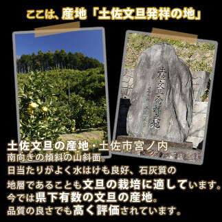 【果樹園直送】土佐文旦 特選品贈答用 約3kg L～2Lサイズ 6～7個入り ぶんたん ブンタン フルーツ 柑橘 みかん 果物 くだもの 柑橘類 デザート おやつ 贈り物 プレゼント 白木果樹園_イメ