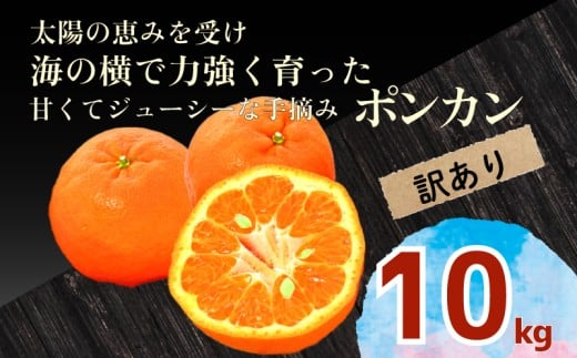 【数量限定】 訳あり 須崎産 ポンカン 10kg | ぽんかん 秀品 訳あり 家庭用 14000円 おすすめ ランキング 産地直送 果物 フルーツ みかん 柑橘 くだもの ミカン 果肉 蜜柑 人気 ふるさと納税 みかん ふるさと納税 果物 ふるさと納税 フルーツ 期間限定 国産 産地直送 高知県 須崎市