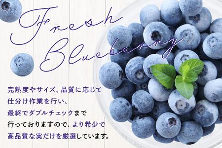 【希少品種食べ比べ】冷凍ブルーベリー ピンクレモネード＆大粒品種 1kgパック(500g×2) A16-013